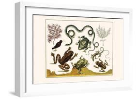 Frogs, Lizards, Snakes, Birds and Plants-Albertus Seba-Framed Art Print