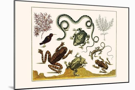 Frogs, Lizards, Snakes, Birds and Plants-Albertus Seba-Mounted Art Print