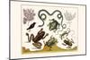 Frogs, Lizards, Snakes, Birds and Plants-Albertus Seba-Mounted Art Print