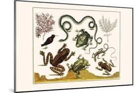 Frogs, Lizards, Snakes, Birds and Plants-Albertus Seba-Mounted Art Print