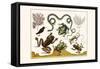 Frogs, Lizards, Snakes, Birds and Plants-Albertus Seba-Framed Stretched Canvas