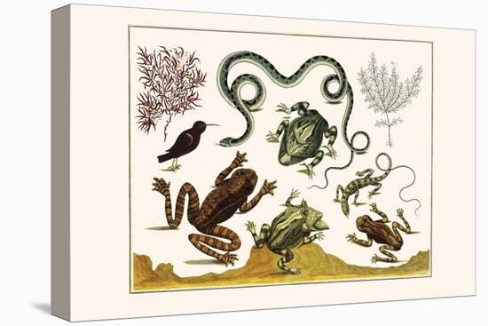 Frogs, Lizards, Snakes, Birds and Plants-Albertus Seba-Stretched Canvas