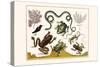 Frogs, Lizards, Snakes, Birds and Plants-Albertus Seba-Stretched Canvas