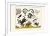 Frogs, Lizards, Snakes, Birds and Plants-Albertus Seba-Framed Premium Giclee Print