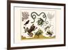 Frogs, Lizards, Snakes, Birds and Plants-Albertus Seba-Framed Premium Giclee Print