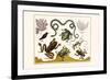 Frogs, Lizards, Snakes, Birds and Plants-Albertus Seba-Framed Premium Giclee Print