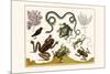 Frogs, Lizards, Snakes, Birds and Plants-Albertus Seba-Mounted Premium Giclee Print