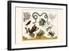 Frogs, Lizards, Snakes, Birds and Plants-Albertus Seba-Framed Art Print