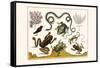 Frogs, Lizards, Snakes, Birds and Plants-Albertus Seba-Framed Stretched Canvas