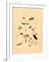 Frogs Snails and Insects-null-Framed Giclee Print