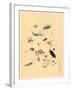 Frogs Snails and Insects-null-Framed Giclee Print