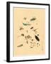 Frogs Snails and Insects-null-Framed Giclee Print