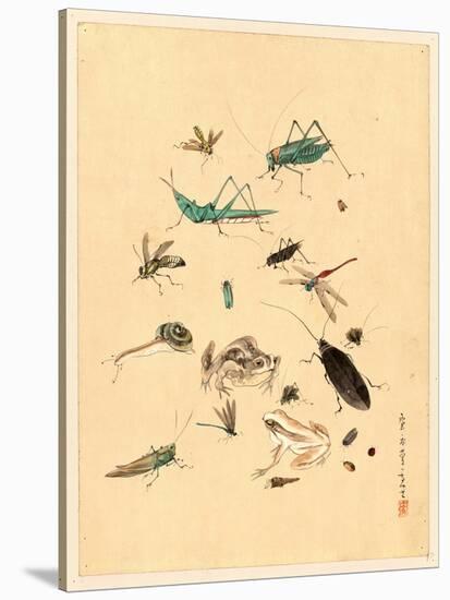 Frogs Snails and Insects-null-Stretched Canvas