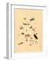 Frogs Snails and Insects-null-Framed Giclee Print