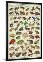 Frogs & Toads of the World Educational Poster-null-Lamina Framed Poster