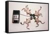 Frogs Undergoing Hypnosis-Roger Ressmeyer-Framed Stretched Canvas