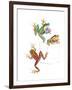 Frogs-null-Framed Giclee Print