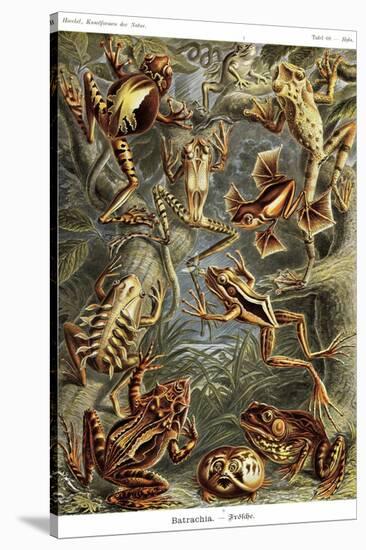 Frogs-Ernst Haeckel-Stretched Canvas