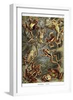 Frogs-Ernst Haeckel-Framed Art Print