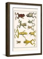 Frogs-Albertus Seba-Framed Art Print