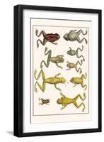 Frogs-Albertus Seba-Framed Art Print