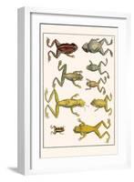 Frogs-Albertus Seba-Framed Art Print