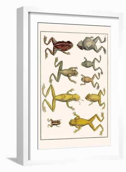 Frogs-Albertus Seba-Framed Art Print