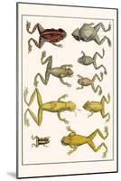 Frogs-Albertus Seba-Mounted Art Print