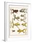 Frogs-Albertus Seba-Framed Art Print