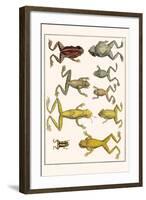 Frogs-Albertus Seba-Framed Art Print