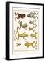 Frogs-Albertus Seba-Framed Art Print