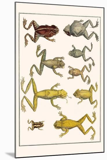 Frogs-Albertus Seba-Mounted Art Print