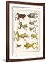 Frogs-Albertus Seba-Framed Art Print