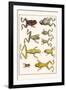 Frogs-Albertus Seba-Framed Art Print