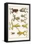 Frogs-Albertus Seba-Framed Stretched Canvas