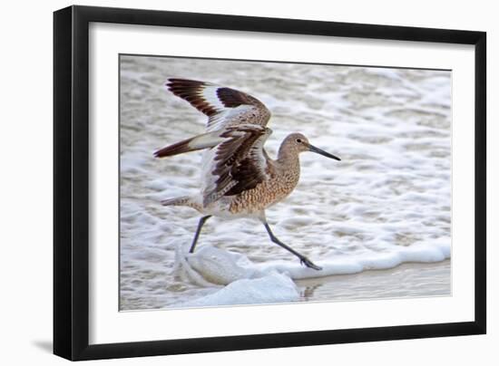 Frolicking in Waves-Bruce Nawrocke-Framed Art Print