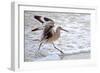 Frolicking in Waves-Bruce Nawrocke-Framed Art Print