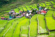 Rice Terraces in the Philippines. the Village is in a Valley among the Rice Terraces. Rice Cultivat-Frolova_Elena-Photographic Print