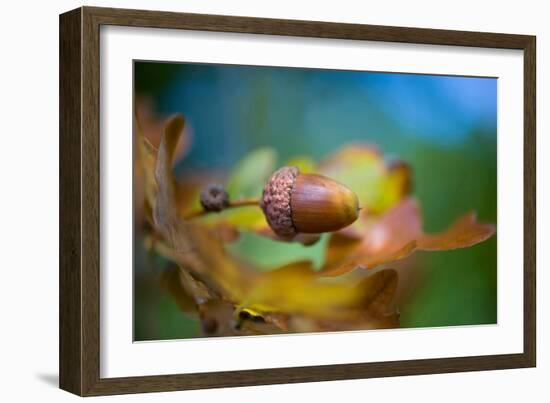 From little Acorns-Jacky Parker-Framed Giclee Print