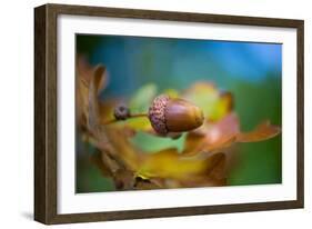 From little Acorns-Jacky Parker-Framed Giclee Print