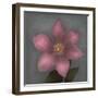 From My Garden 1-Gray-Julie Greenwood-Framed Premium Giclee Print