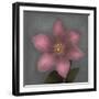 From My Garden 1-Gray-Julie Greenwood-Framed Premium Giclee Print