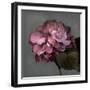 From My Garden 2-Gray-Julie Greenwood-Framed Art Print