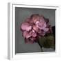 From My Garden 2-Gray-Julie Greenwood-Framed Art Print