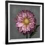 From My Garden 3-Gray-Julie Greenwood-Framed Art Print