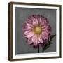 From My Garden 3-Gray-Julie Greenwood-Framed Art Print