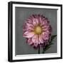 From My Garden 3-Gray-Julie Greenwood-Framed Art Print