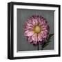 From My Garden 3-Gray-Julie Greenwood-Framed Art Print