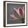 From My Garden 4-Gray-Julie Greenwood-Framed Art Print