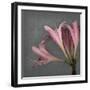 From My Garden 4-Gray-Julie Greenwood-Framed Art Print